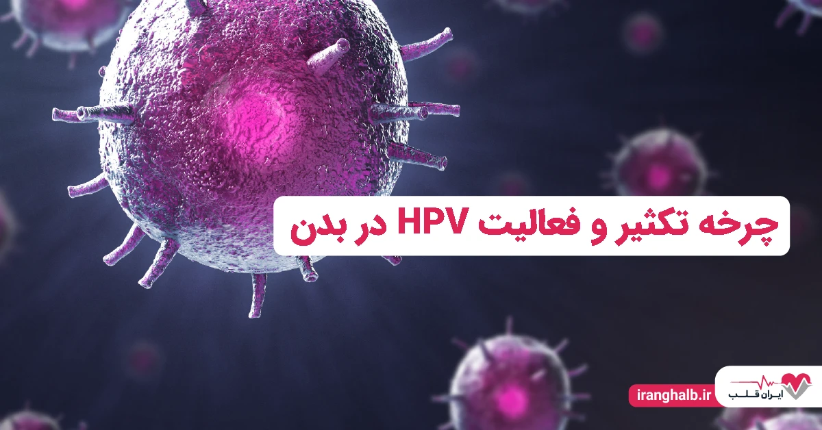 چرخه تکثیر و فعالیت HPV در بدن چرخه تکثیر و فعالیت HPV در بدن