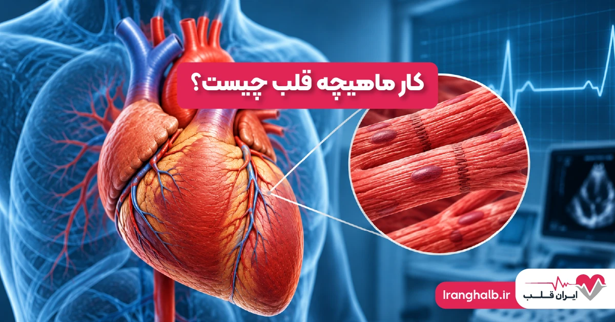 کار ماهیچه قلب چیست؟