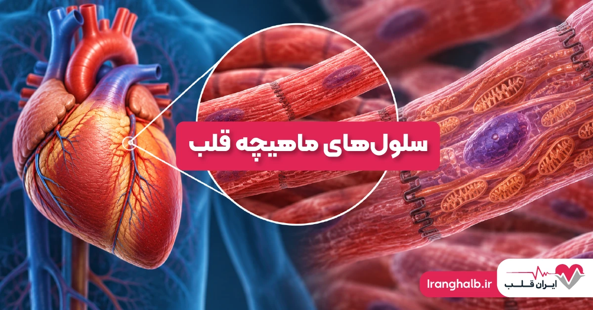 سلول های ماهیچه قلب