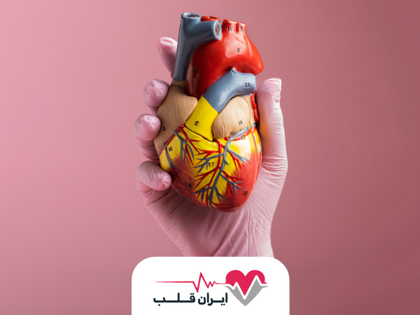همه چیز درباره ساختار قلب انسان!