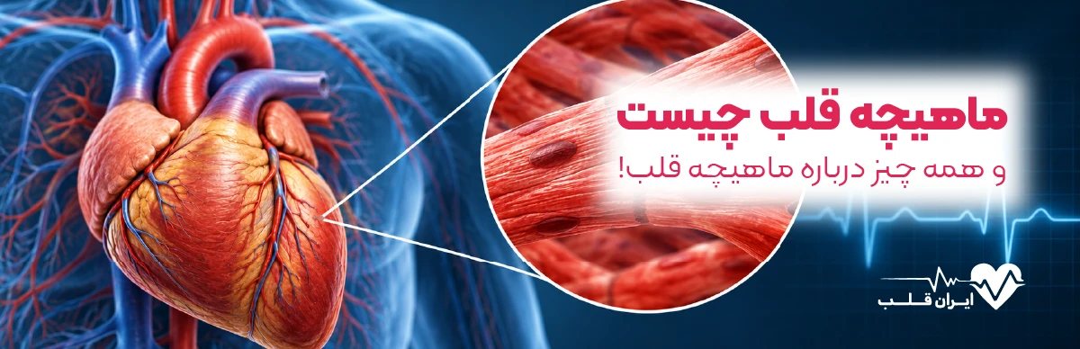 ماهیچه قلب چیست و همه چیز درباره ماهیچه قلب!
